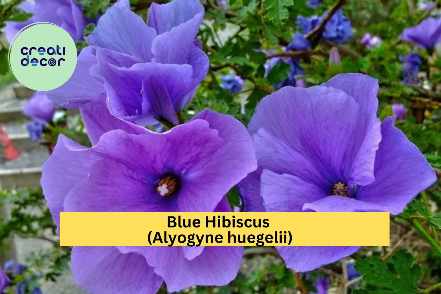 Blue Hibiscus (Alyogyne huegelii) – Live Well-Rooted Starter Plant – Evergreen Shrub with Violet-Blue Blooms