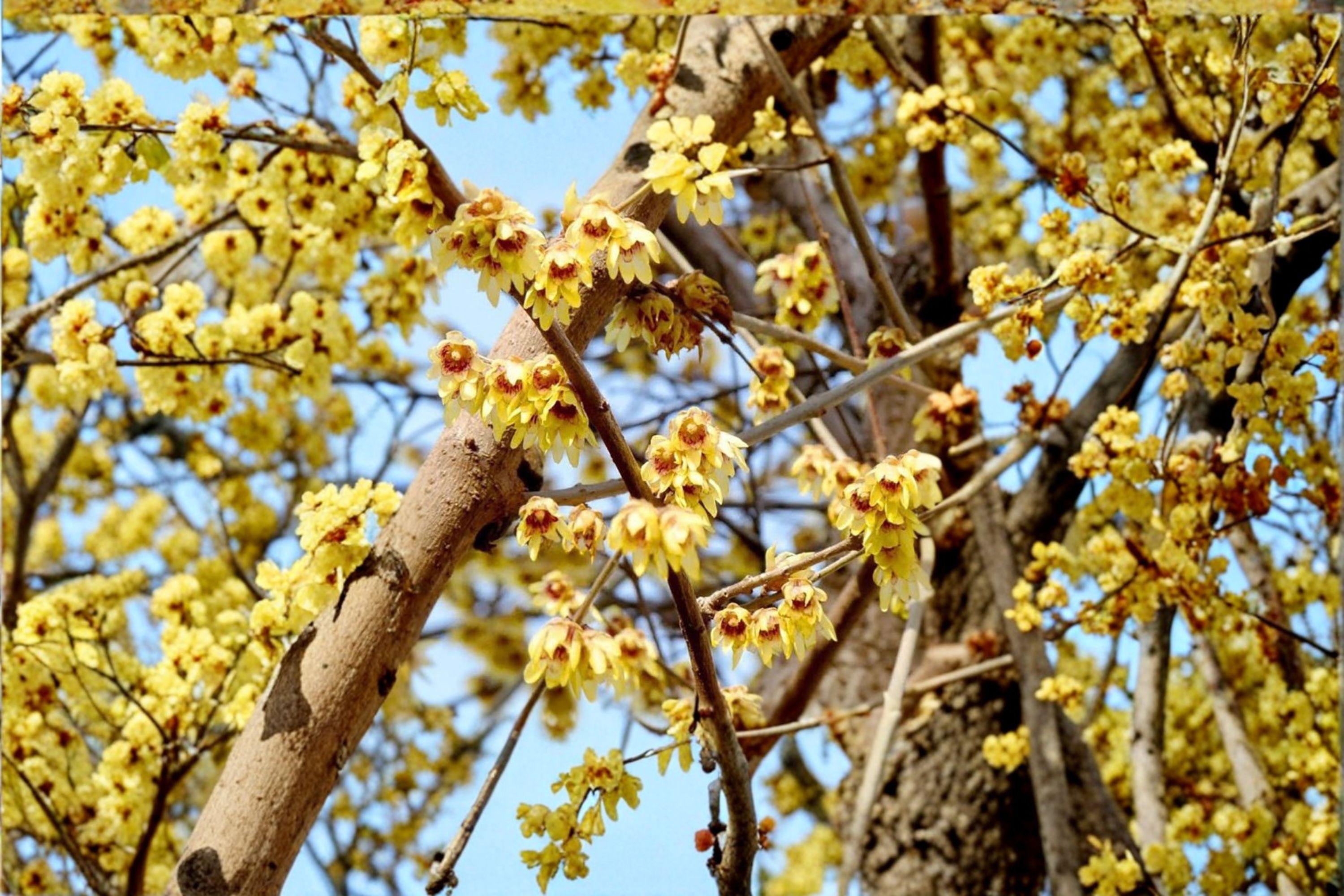 Chimonanthus praecox – Wintersweet Tree 10 Seeds | Fragrant Winter Blooms | Rare Flowering Shrub | Cold-Season Interest