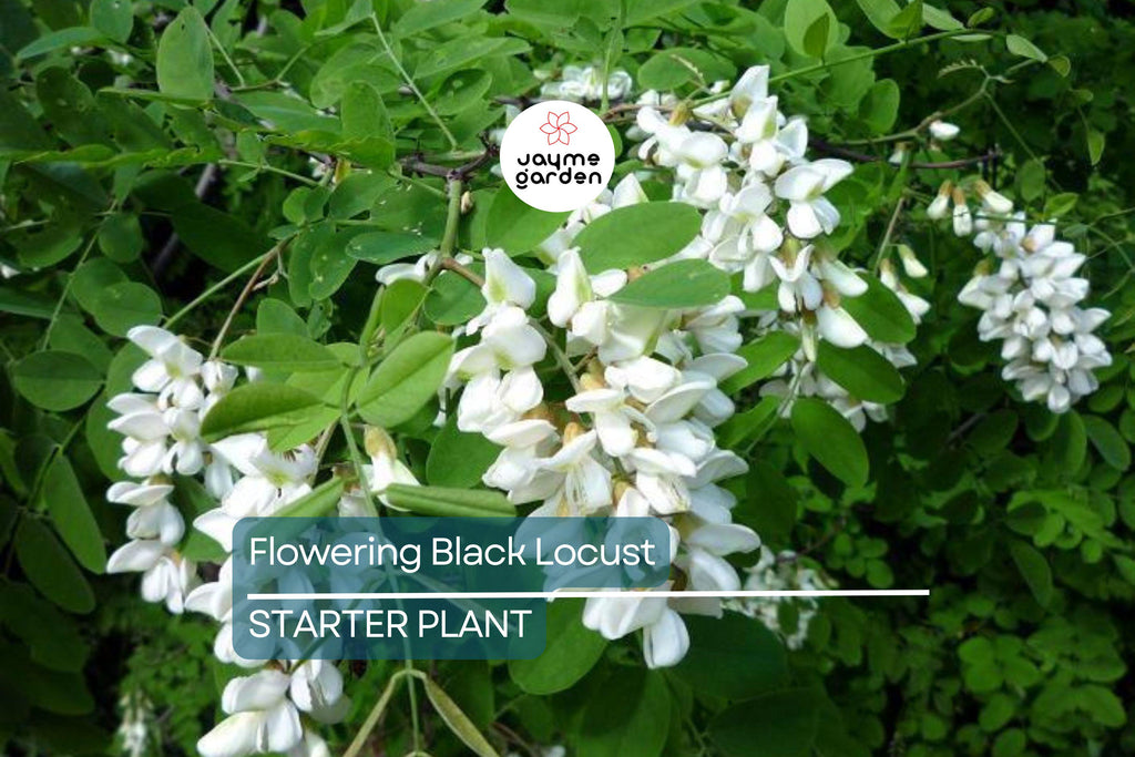Flowering Black Locust Tree | Robinia pseudoacacia | Live Bare Root Plant 2-3' Tall | Fast-Growing Tree for Zones 4-8