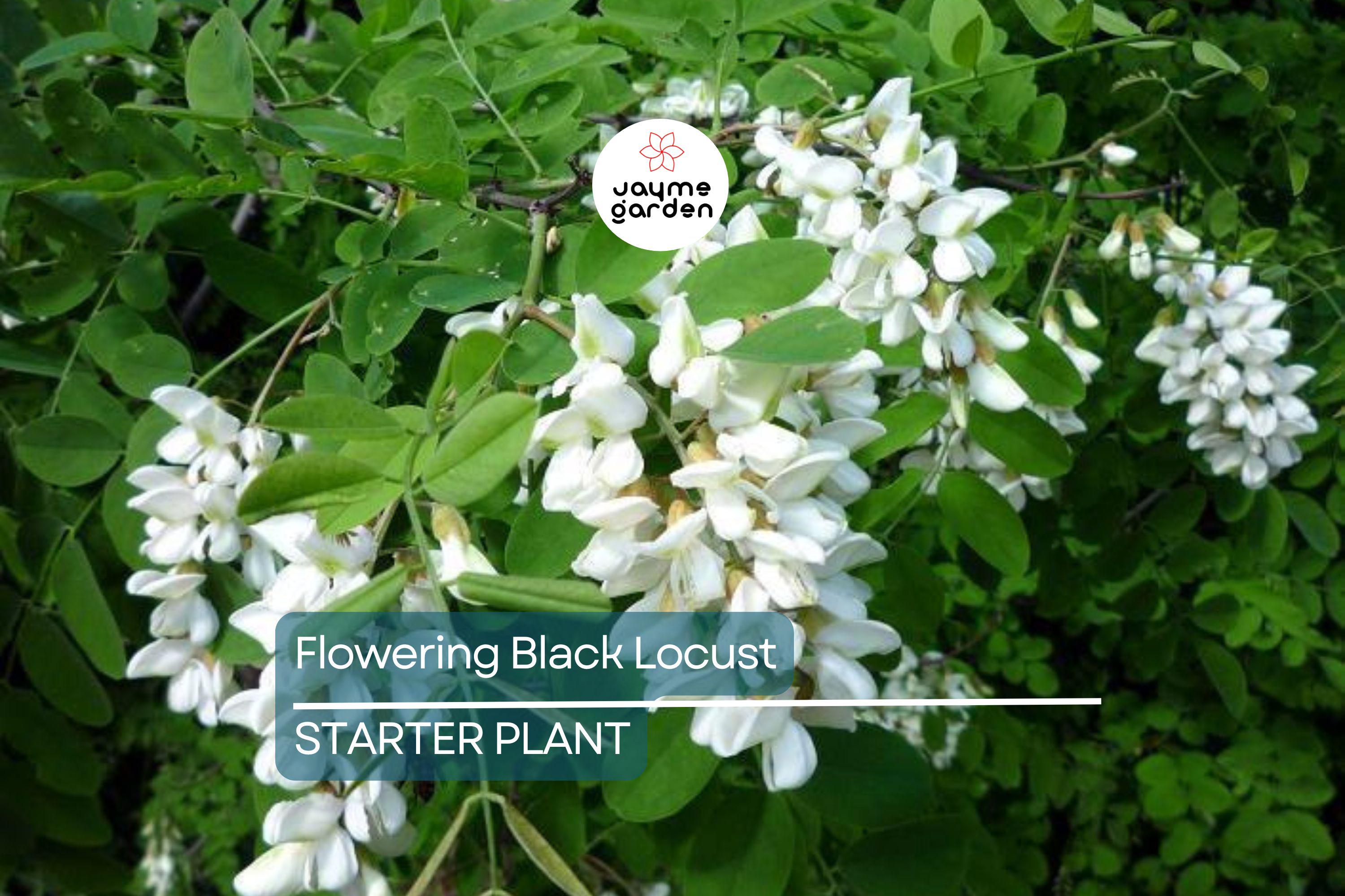 Flowering Black Locust Tree | Robinia pseudoacacia | Live Bare Root Plant 2-3' Tall | Fast-Growing Tree for Zones 4-8
