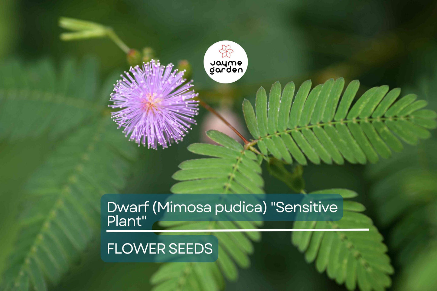 10 Seeds of Dwarf Sensitive Plant (Mimosa pudica) – Touch-Responsive Houseplant