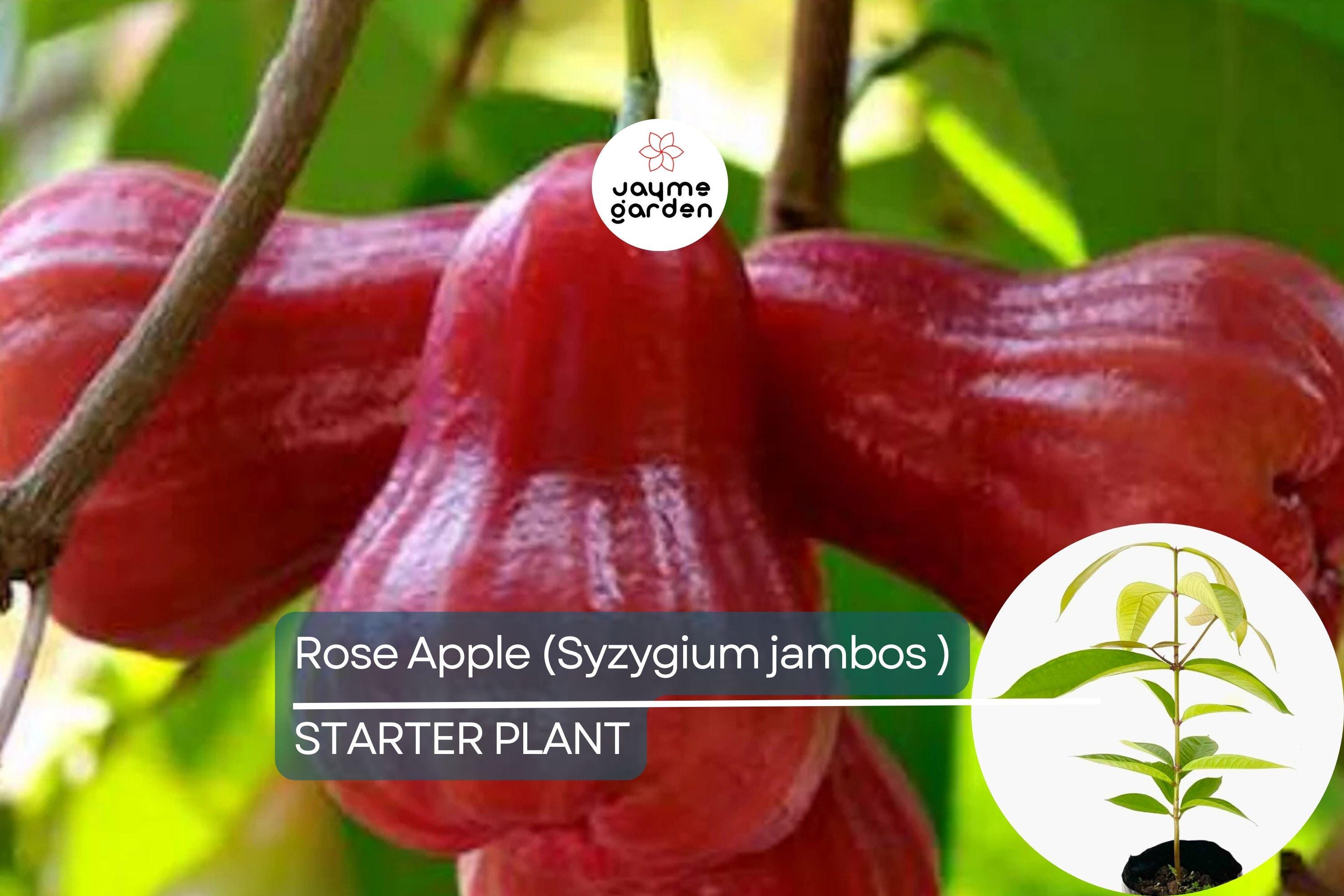 Rose Apple Tree (Syzygium jambos) Live Tropical Fruit Plant 12″-24″ Tall | Sweet, Crisp, Floral-Flavored Fruit