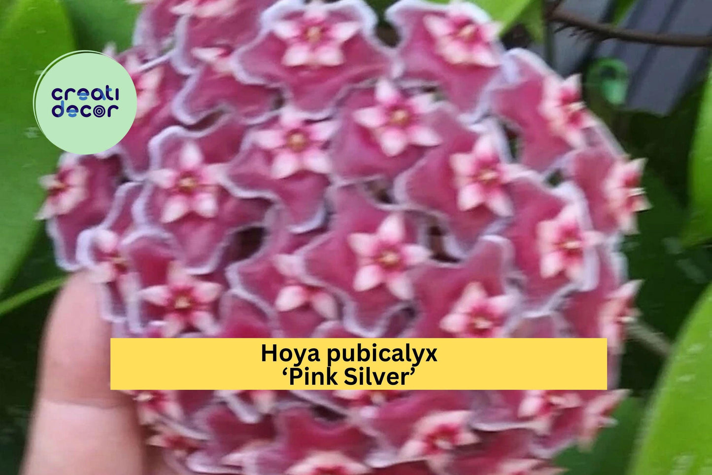 Hoya pubicalyx Pink Silver – Live Rooted Starter Plant – Trailing Houseplant with Variegated Foliage & Fragrant Blooms