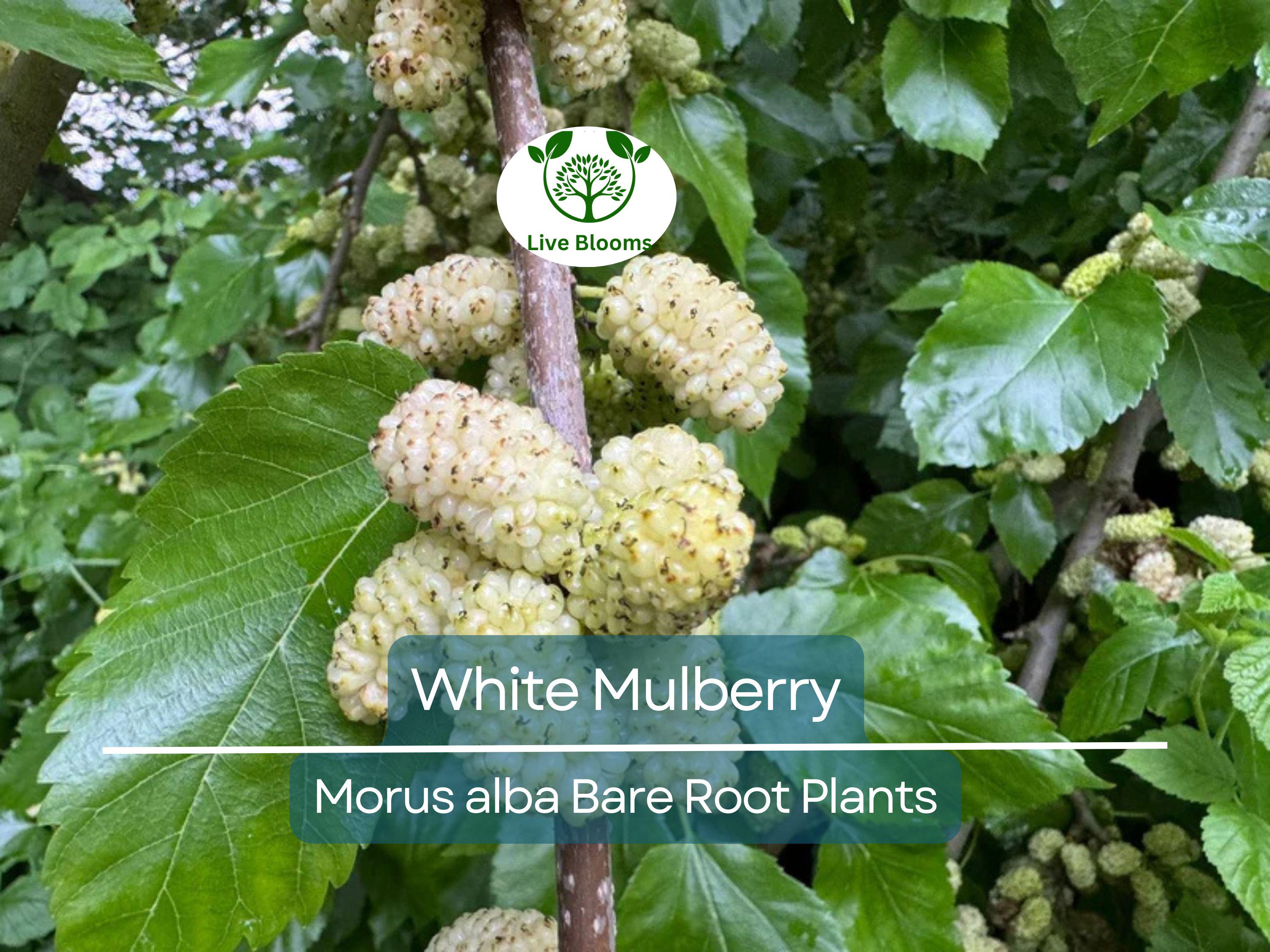 1 White Mulberry Tree – Morus Alba Live Bare Root Tree 1–2 Ft Tall – Fast-Growing Fruit Tree for Garden or Landscape
