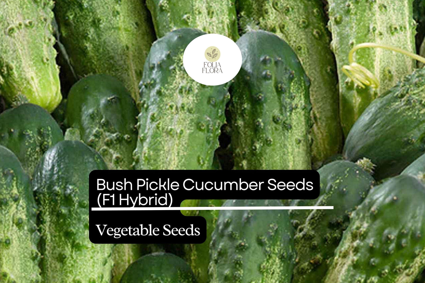 15 Seeds Bush Pickle Cucumber (Cucumis sativus) - Compact F1 Hybrid Variety for Gardens & Containers
