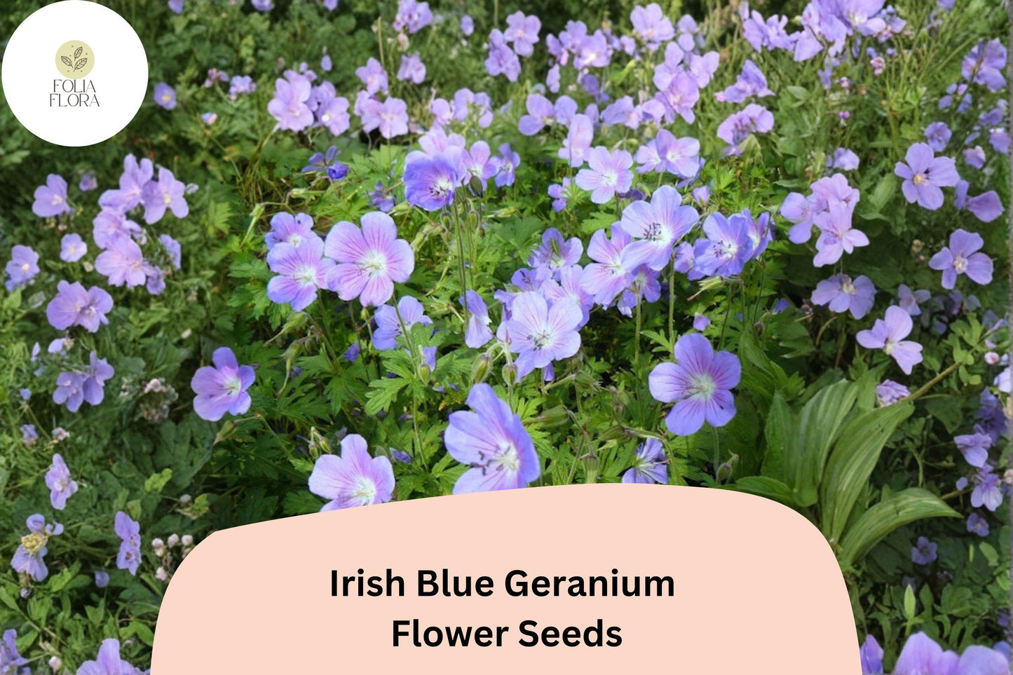 25+ Irish Blue Geranium Seeds for Garden Planting – Vibrant Blue Flowers, Hardy Perennial, Easy to Grow