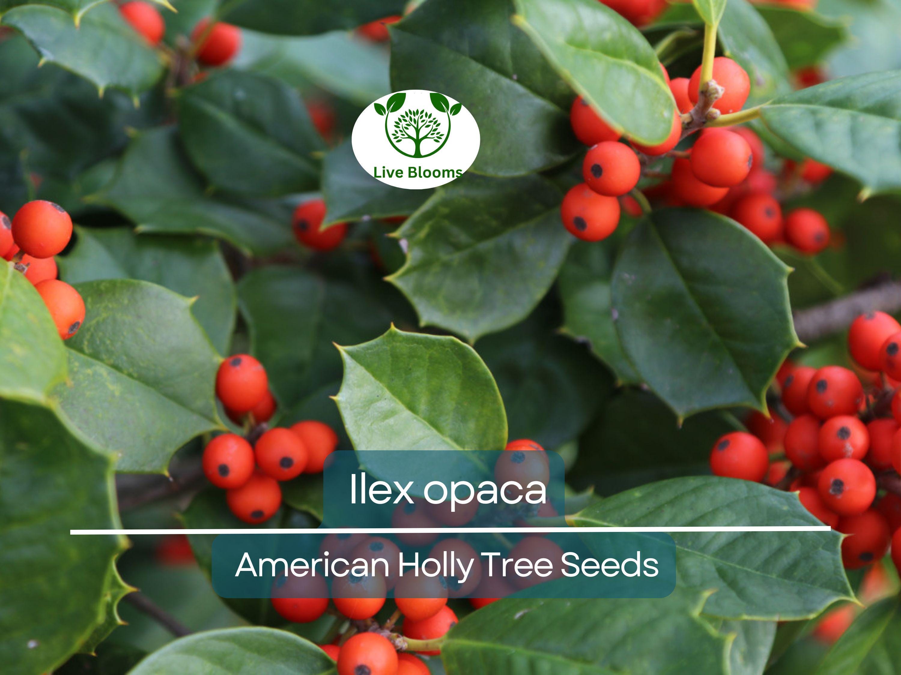 500 mg Seeds Ilex Opaca - American Holly for Planting | Evergreen Native Shrub for Wildlife, Privacy, and Landscaping