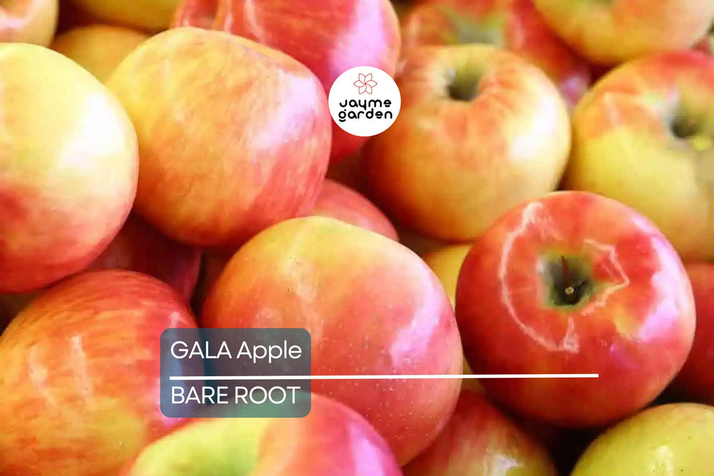 Live Gala Apple Tree 2-3ft Tall, Bare Root, Spring Ready, Hardy Zones 5-8, Perfect for Orchard or Garden