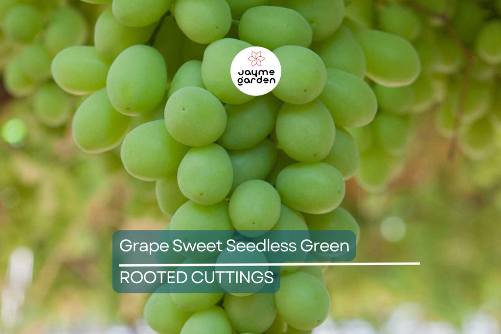 Grape Vine 18” Rooted Cutting – Sweet Seedless Green Grape Plant – Ready to Plant – Local Pickup Only