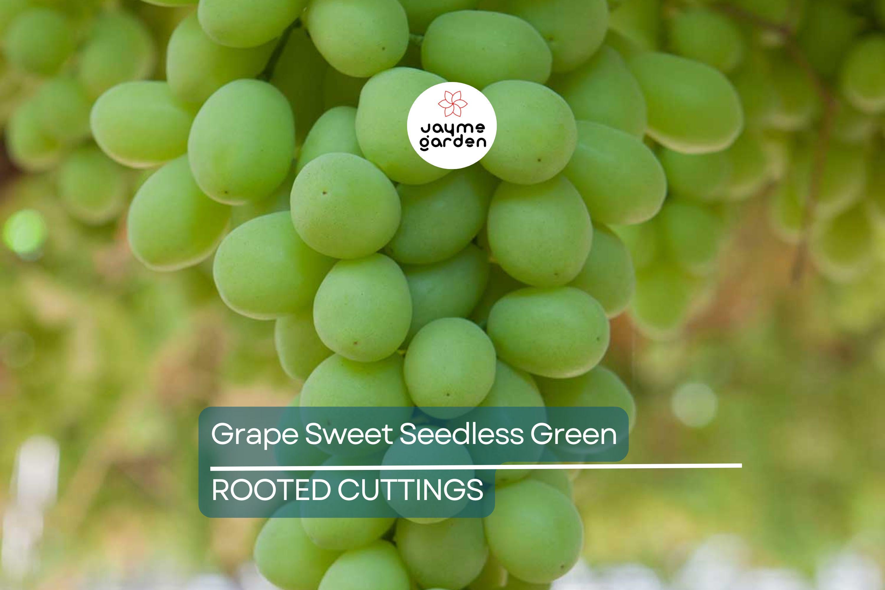 Grape Vine 18” Rooted Cutting – Sweet Seedless Green Grape Plant – Ready to Plant – Local Pickup Only