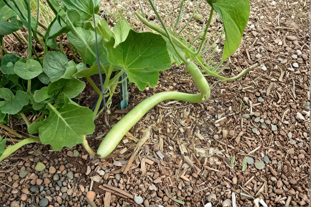 Cucuzzi (Italian Edible Gourd) 10 Seeds | Italian Heirloom | Long Tender Fruits | Traditional Summer Vegetable