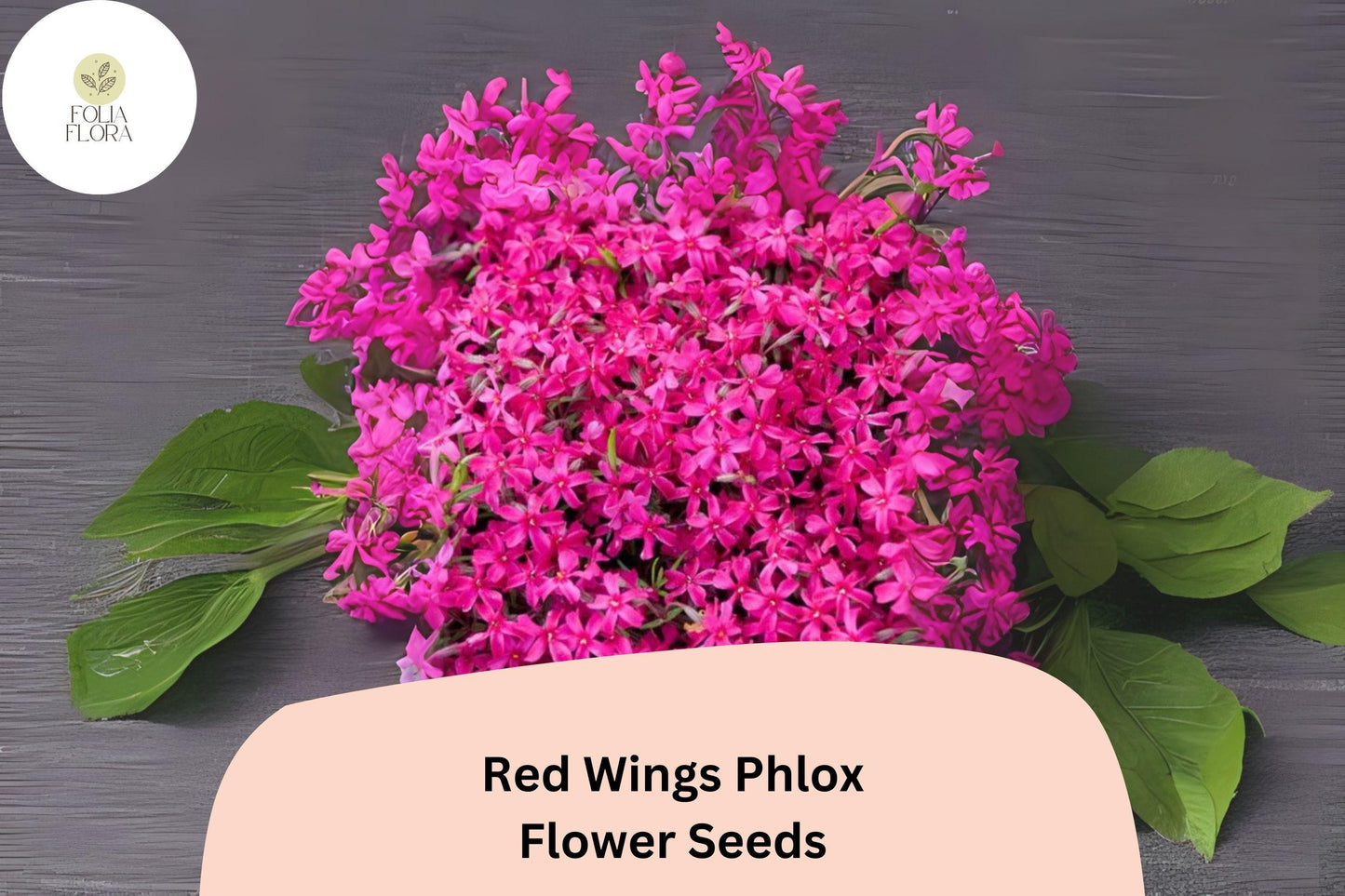 100+ Red Wings Creeping Phlox Seeds – Groundcover Flowers, Phlox subulata