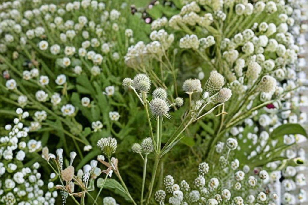 Rattlesnake Master – Eryngium yuccifolium, Native Prairie Perennial | Unique Spiky Blooms (100 Seeds)