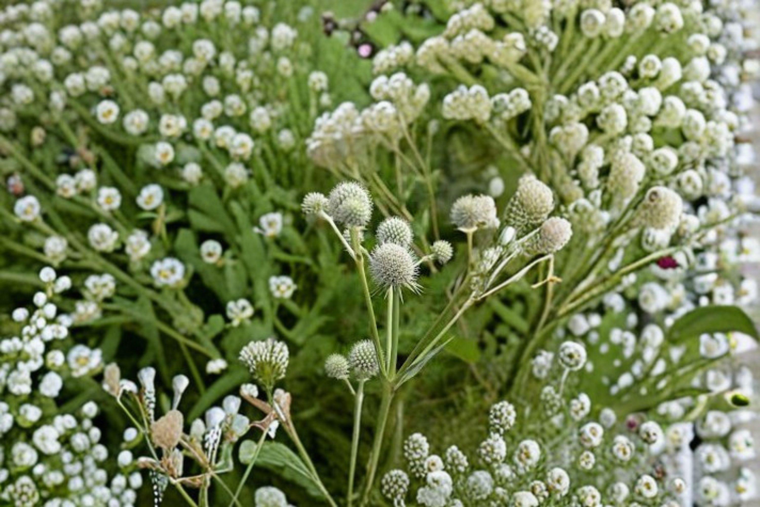Rattlesnake Master – Eryngium yuccifolium, Native Prairie Perennial | Unique Spiky Blooms (100 Seeds)