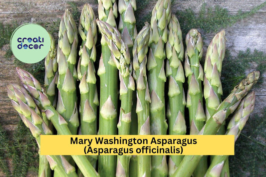 10 Mary Washington Asparagus Crowns – 2 Year Old Green Asparagus Bare Root Plants, Hand Picked Perennial Vegetables for Home Gardens