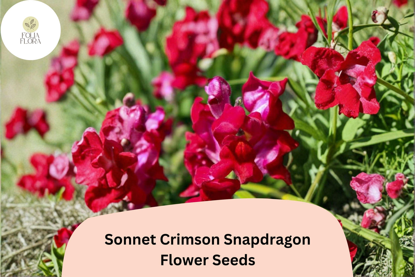 1000+ Sonnet Crimson Snapdragon Seeds | Antirrhinum majus | Deep Red Garden Flowers for Borders