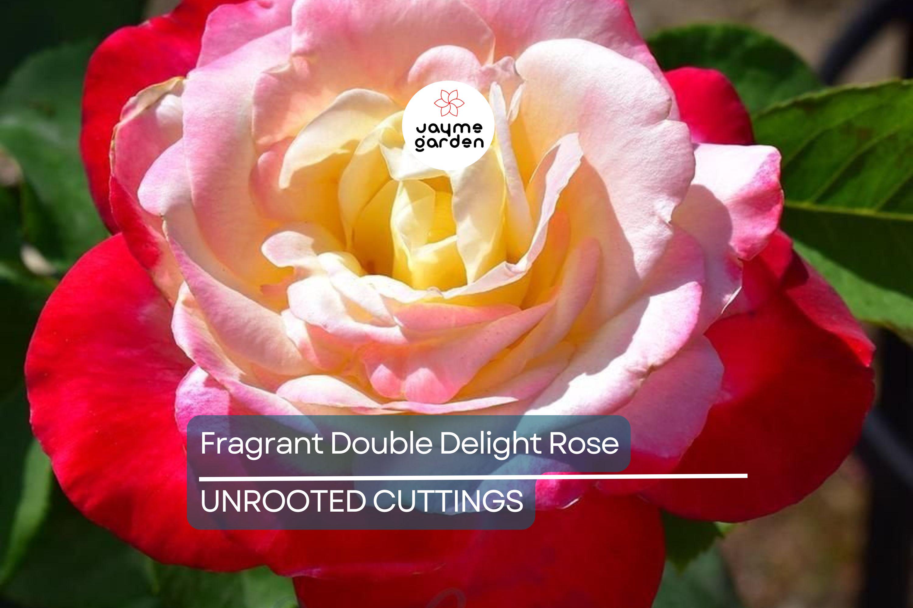 Large Fragrant Double Delight Rose - 5 Stems for Planting, Ornate Blooms, Long Stems, Perfect for USA Garden