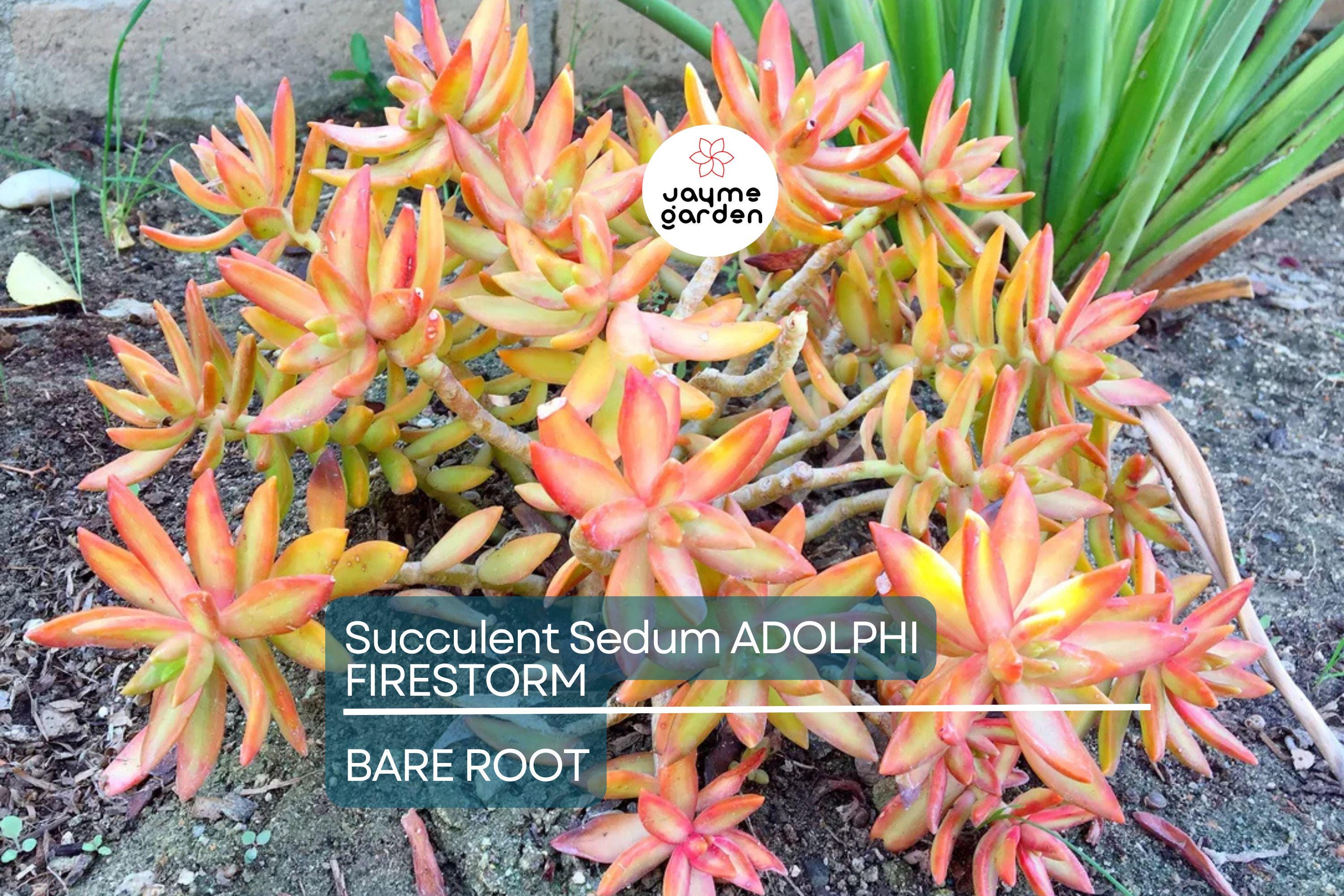 Sedum Adolphi Firestorm - 5 Live Cuttings, Yellow-Red Rosettes, Perfect for Succulent Gardens, USDA Zones 9-11