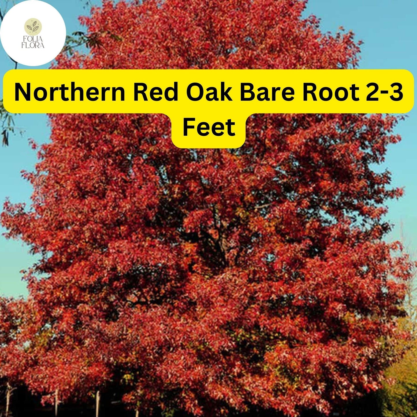 1 Northern Red Oak Tree (Quercus rubra) - Live Bare Root Plant 2-3 Feet