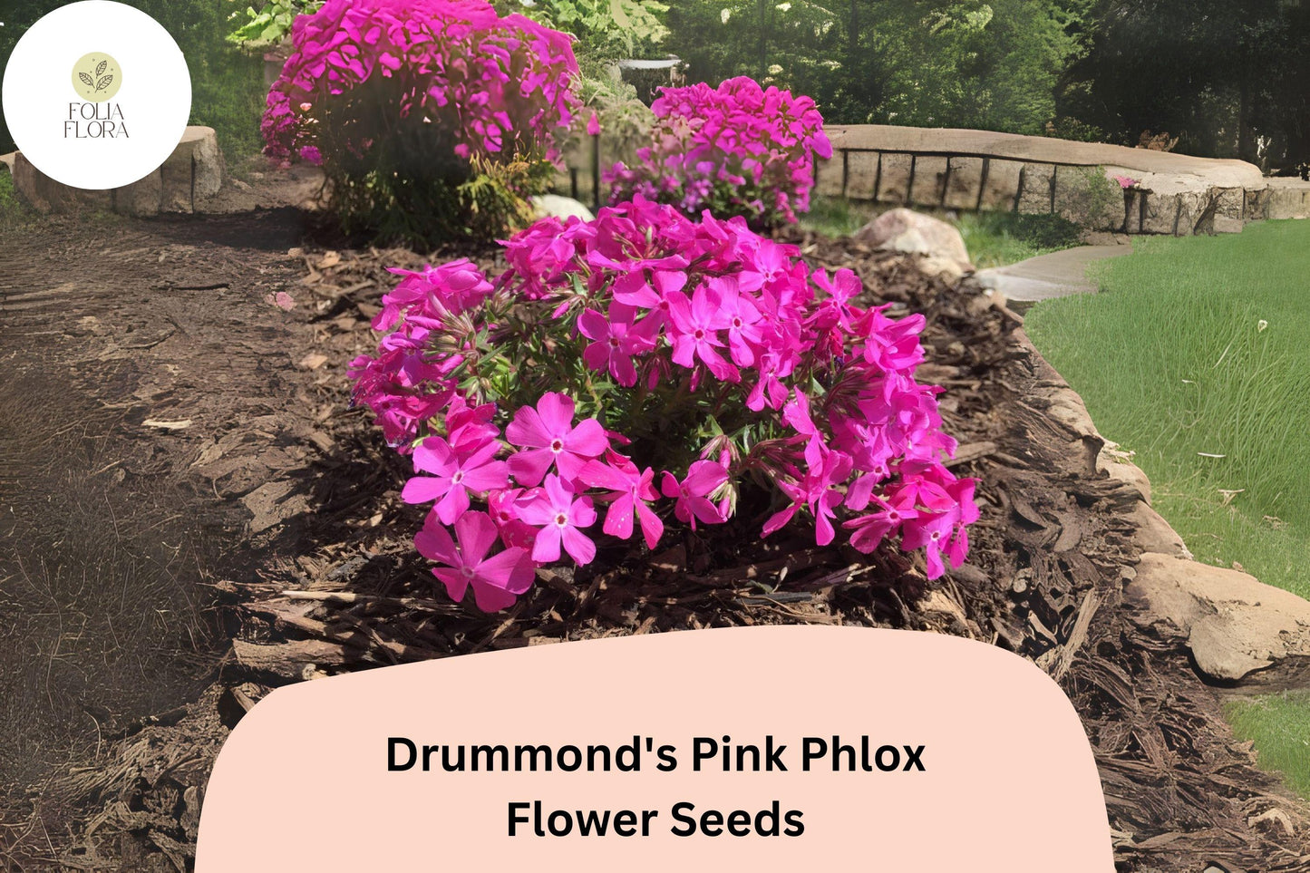 100+ Drummond's Pink Phlox Seeds for Garden Planting | Phlox drummondii | Annual Flower Seeds | Bright Pink Blooms
