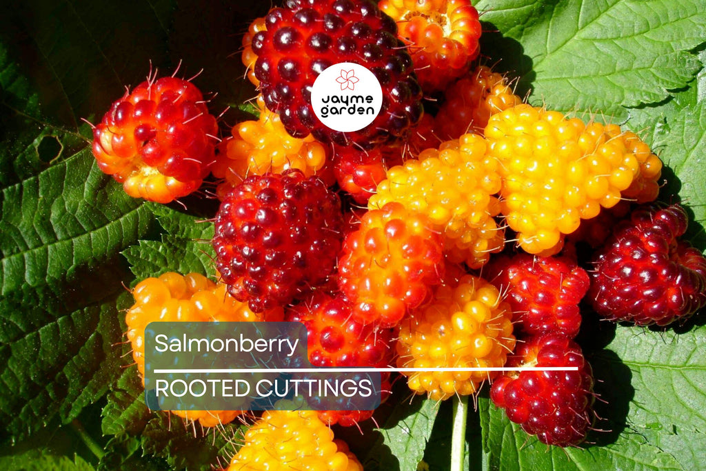 5 Salmonberry Root Cuttings (Rubus spectabilis) | Live Rhizomes for Fast Growth | Organic, Perennial Berry Bush