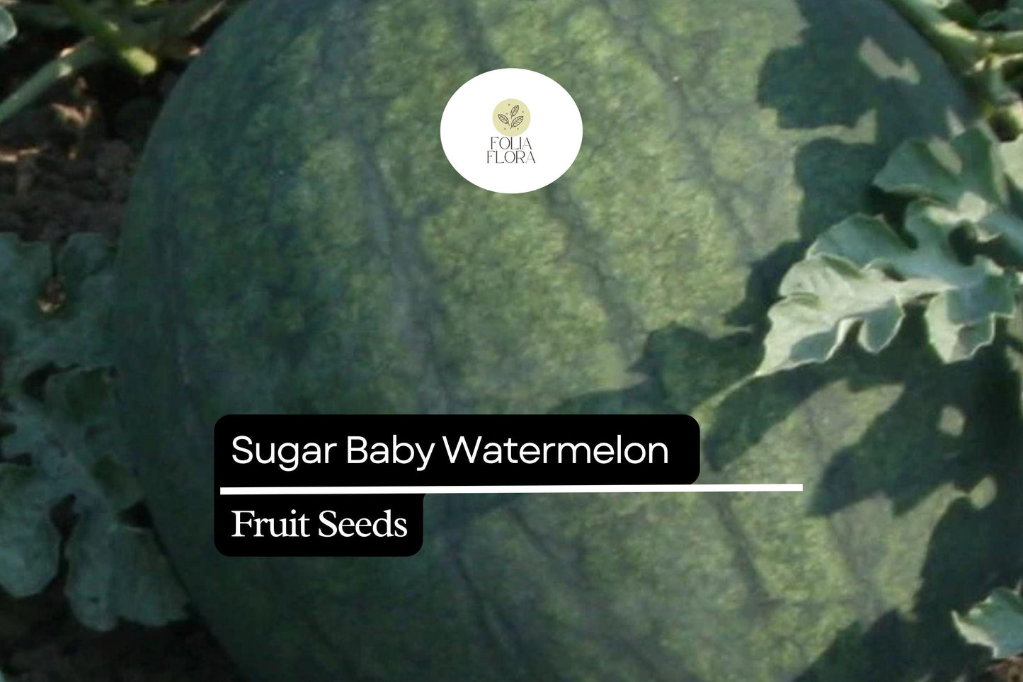 45pcs Sugar Baby Watermelon Seeds | Juicy & Sweet | Easy to Grow | Non-GMO
