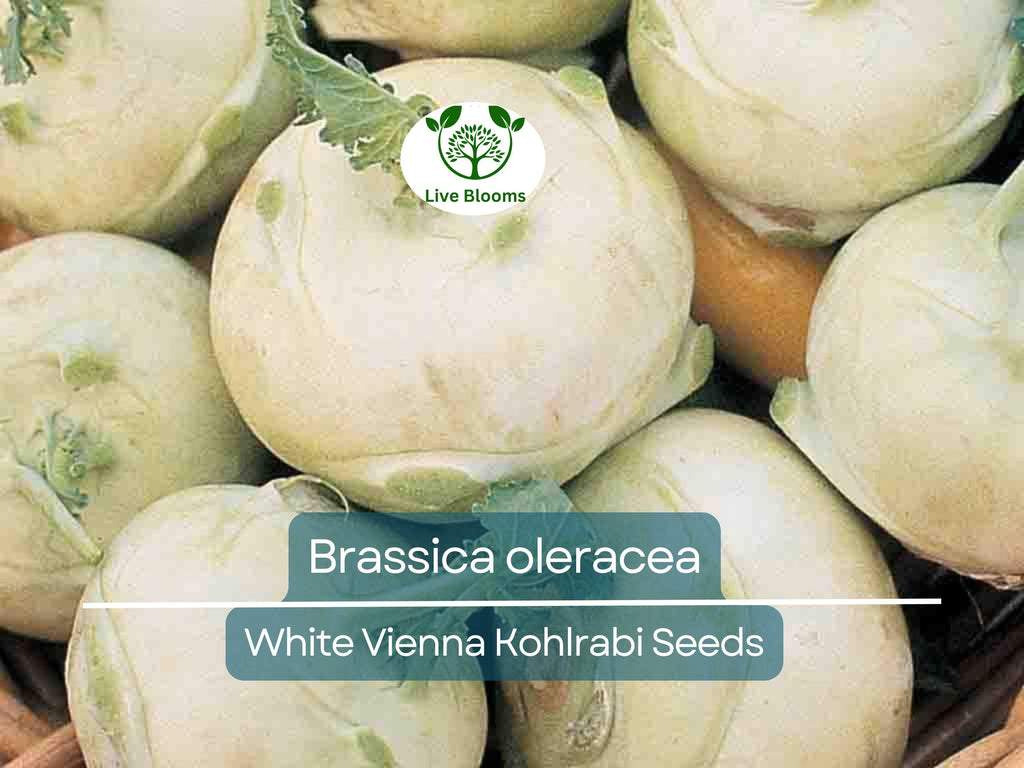 150 Seeds White Vienna Kohlrabi - Brassica oleracea, Heirloom Veggie, Non-GMO, Fast Growing, Nutritious, Easy to Grow for Gardeners