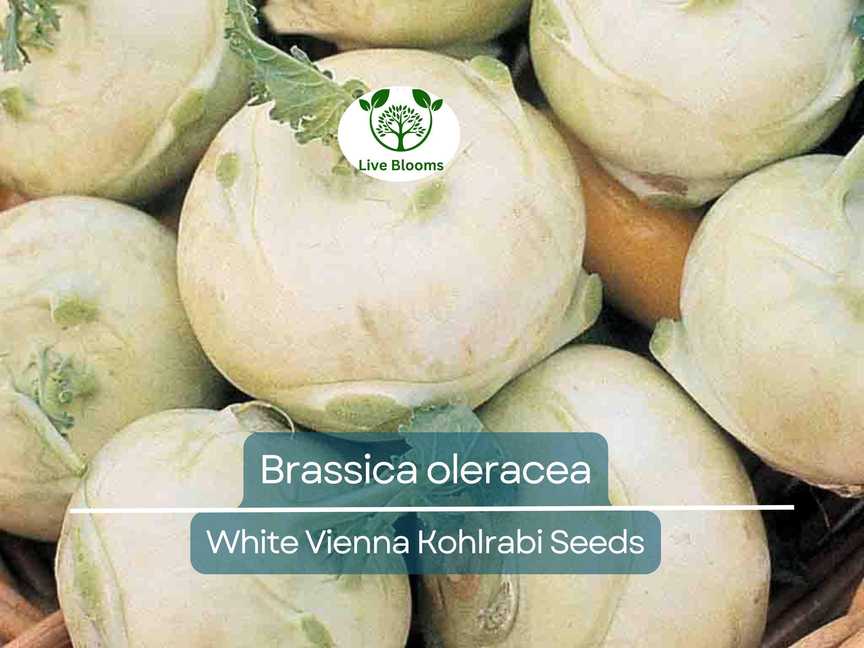 150 Seeds White Vienna Kohlrabi - Brassica oleracea, Heirloom Veggie, Non-GMO, Fast Growing, Nutritious, Easy to Grow for Gardeners