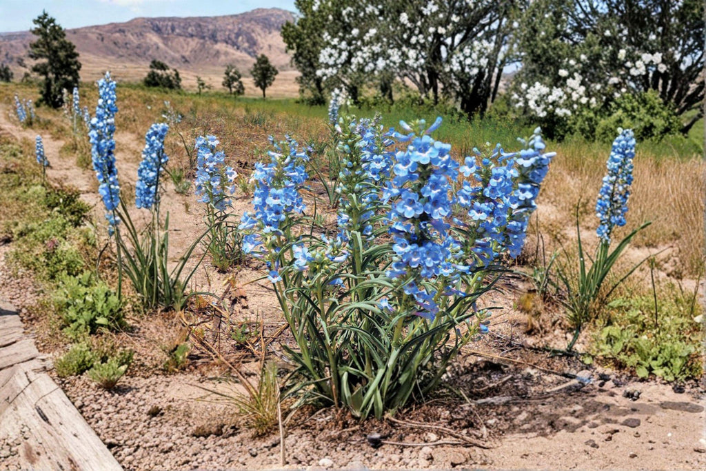 Penstemon angustifolius – Pagoda Penstemon 50 Seeds | Native Prairie Perennial | Blue-Purple Blooms | Drought-Tolerant Pollinator Plant