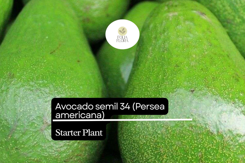 1 Avocado Semil 34 (Persea americana) Starter Plant – Tropical Live Fruit Tree 12″-24″