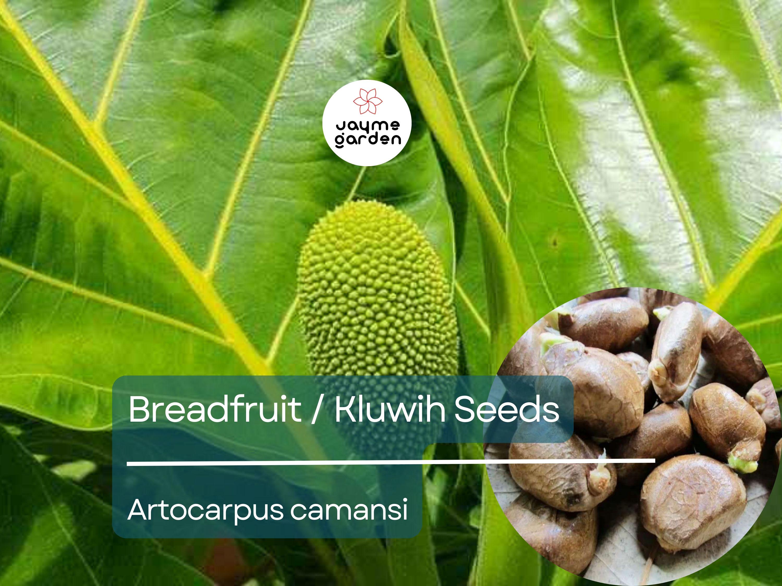 20 Breadfruit Seeds (Artocarpus camansi) - Kluwih Tropical Fruit Seeds for Planting - Grow Nutritious, Exotic Trees for Garden & Orchard