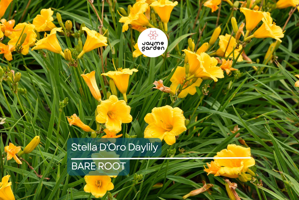 5 Stella D'Oro Daylily Bare Root Plants – Mini Border Lily, Cold Hardy Perennial, Everblooming, Bright Gold Flowers