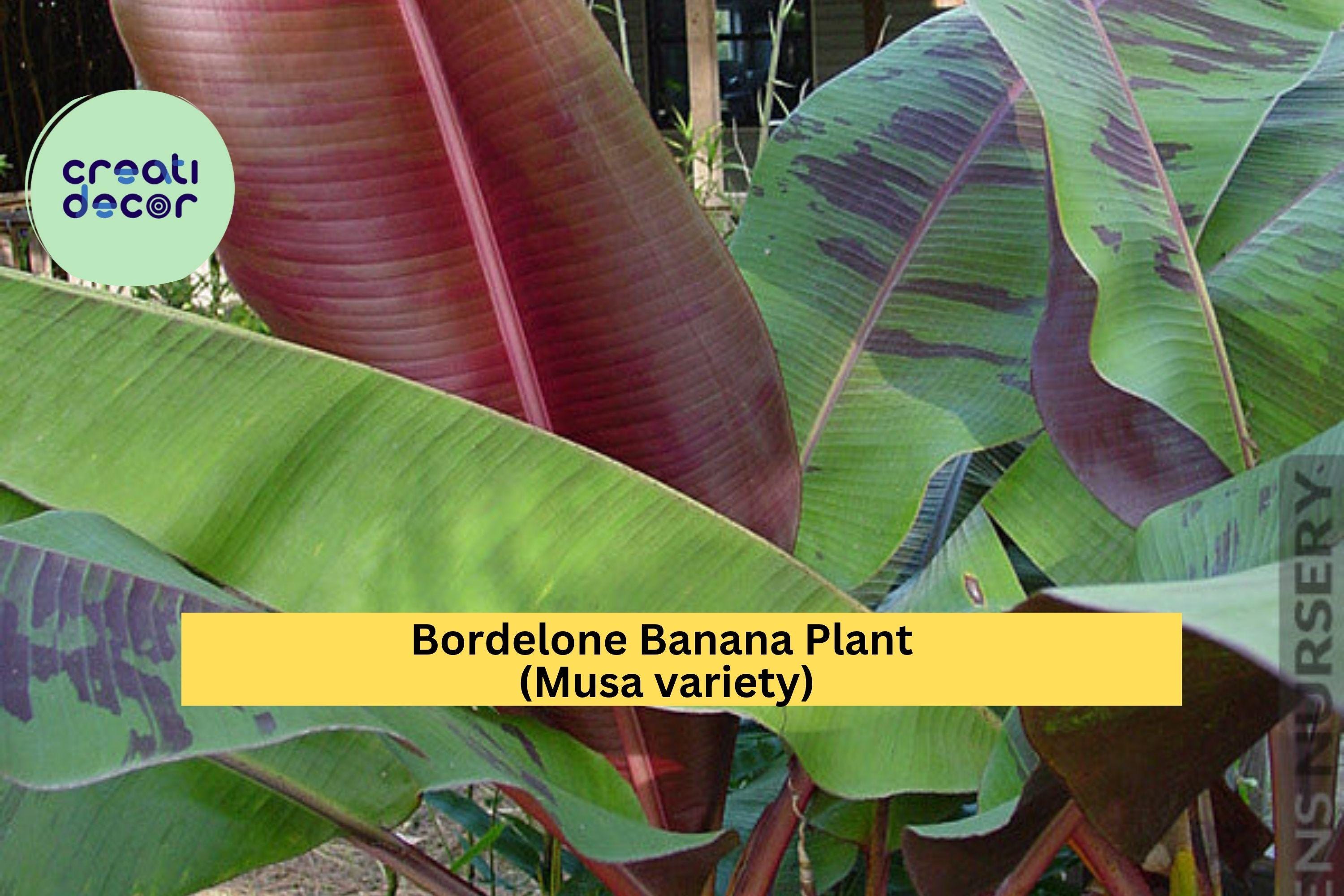 Bordelone Banana Plant – Rare Edible Musa Variety, Live Rooted Plug, Tropical Fruit Tree for Patio or Garden, Fast-Growing Banana Plant