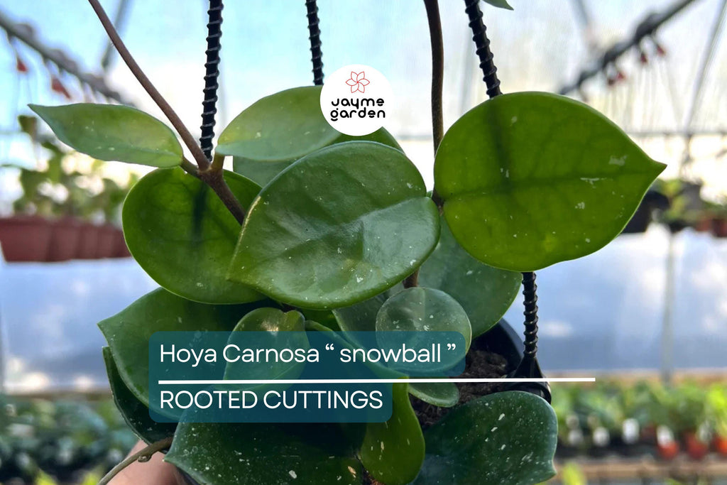 Hoya Carnosa ‘Snow Ball’ Well-Rooted Cutting 4 Inch Pot | Starter Live Plant | Easy to Grow | Fragrant Wax Flowers | Houseplant Gift