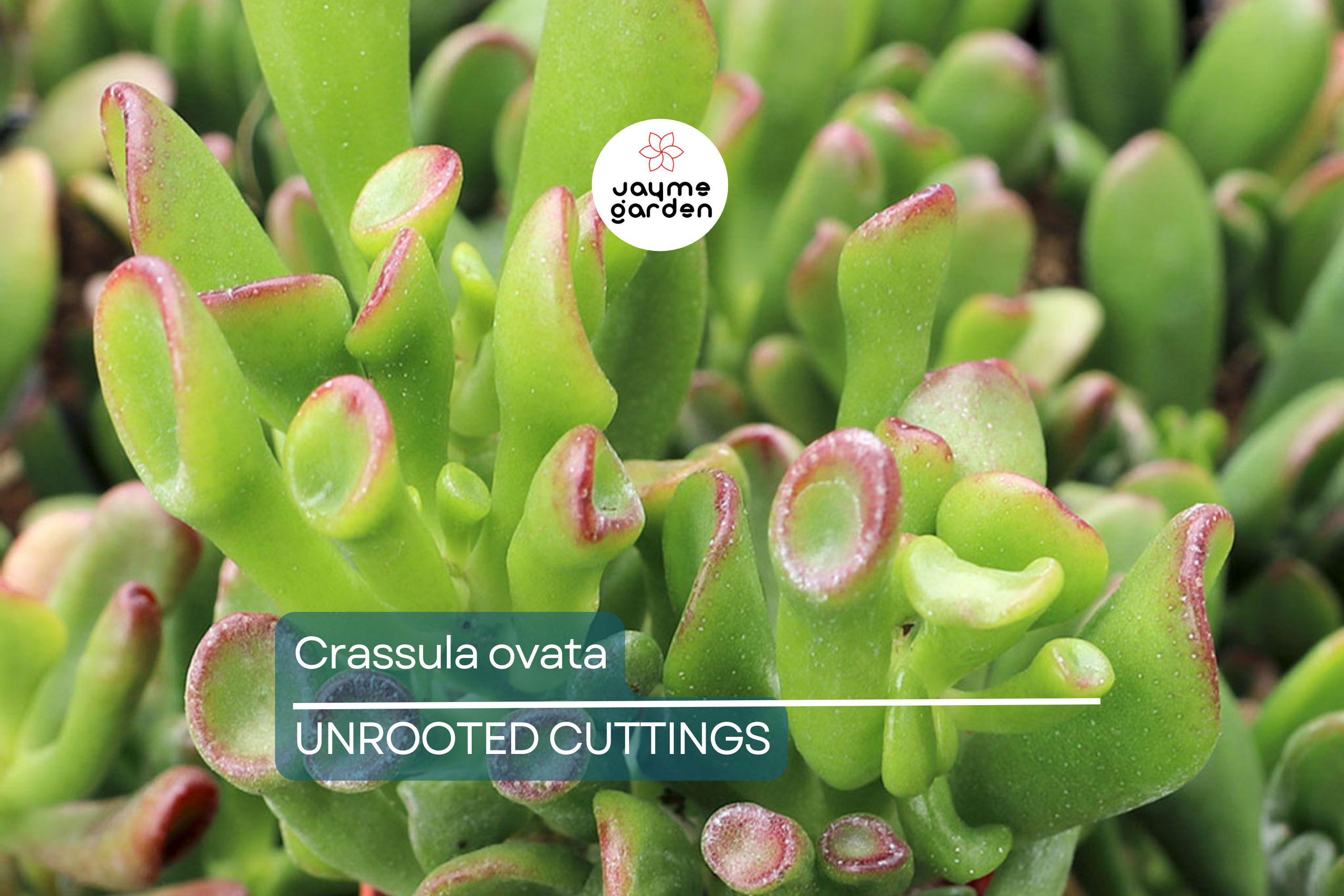 Crassula ovata Jade Plant Cuttings | 2 Unrooted Succulent Cuttings (3-5") | Easy Care Indoor Plant | Lucky Money Tree