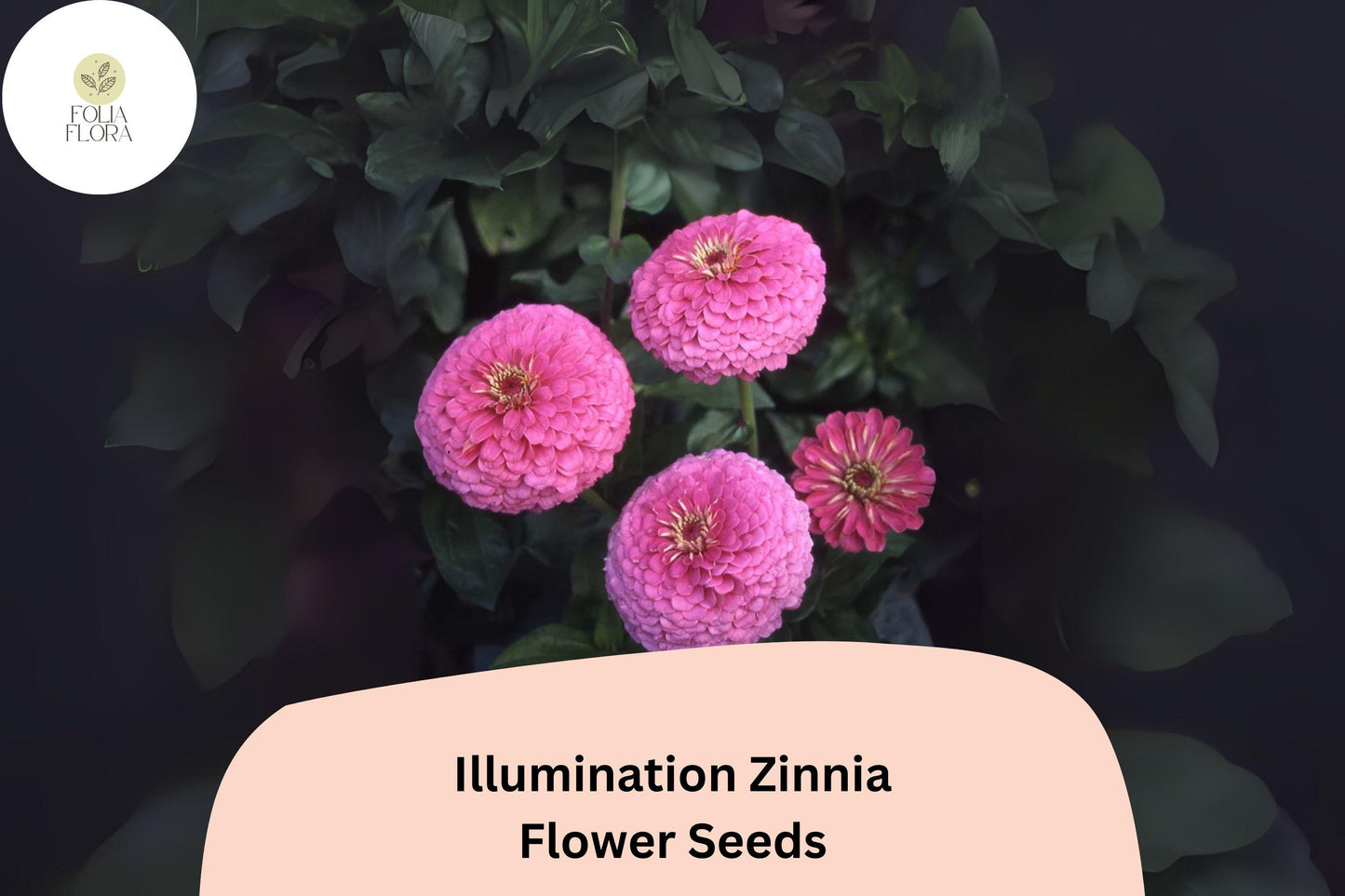 100+ Illumination Zinnia Seeds – Bright Golden-Orange Blooms for Summer Gardens & Cut Flowers