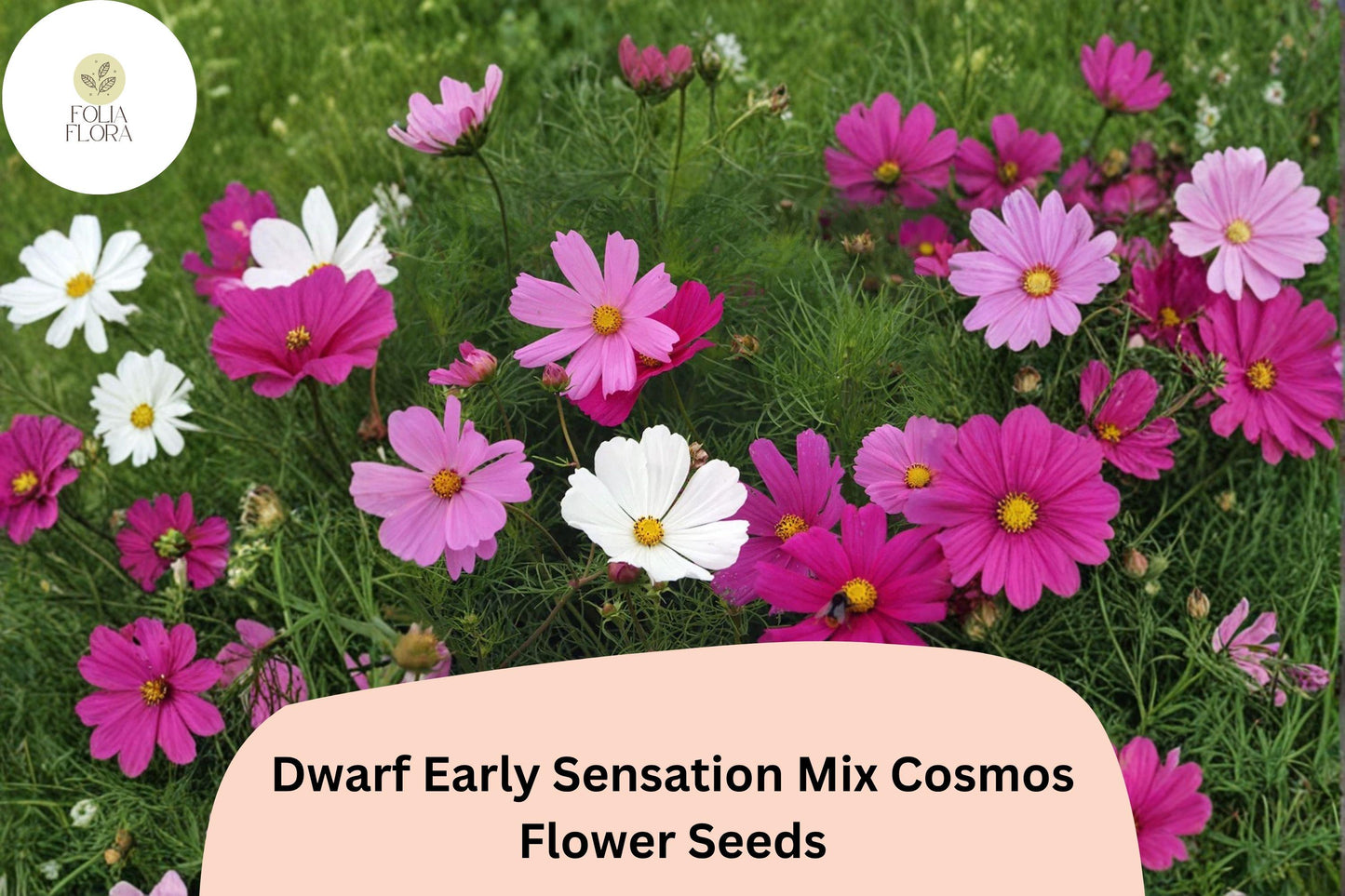 200+ Dwarf Early Sensation Cosmos Seeds | Compact Cosmos Mix | Pink White Rose Blooms | Garden & Border Flowers