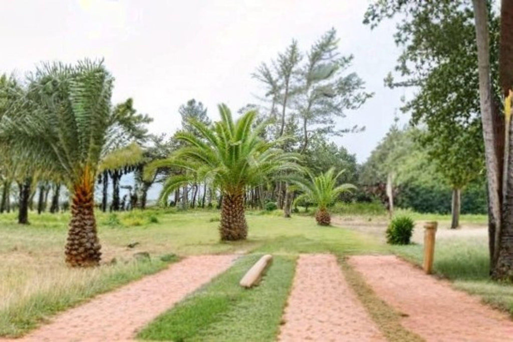 Phoenix canariensis – Canary Island Date Palm 10 Seeds | Majestic Palm Tree | Tropical & Subtropical Ornamental | Iconic Landscape Plant