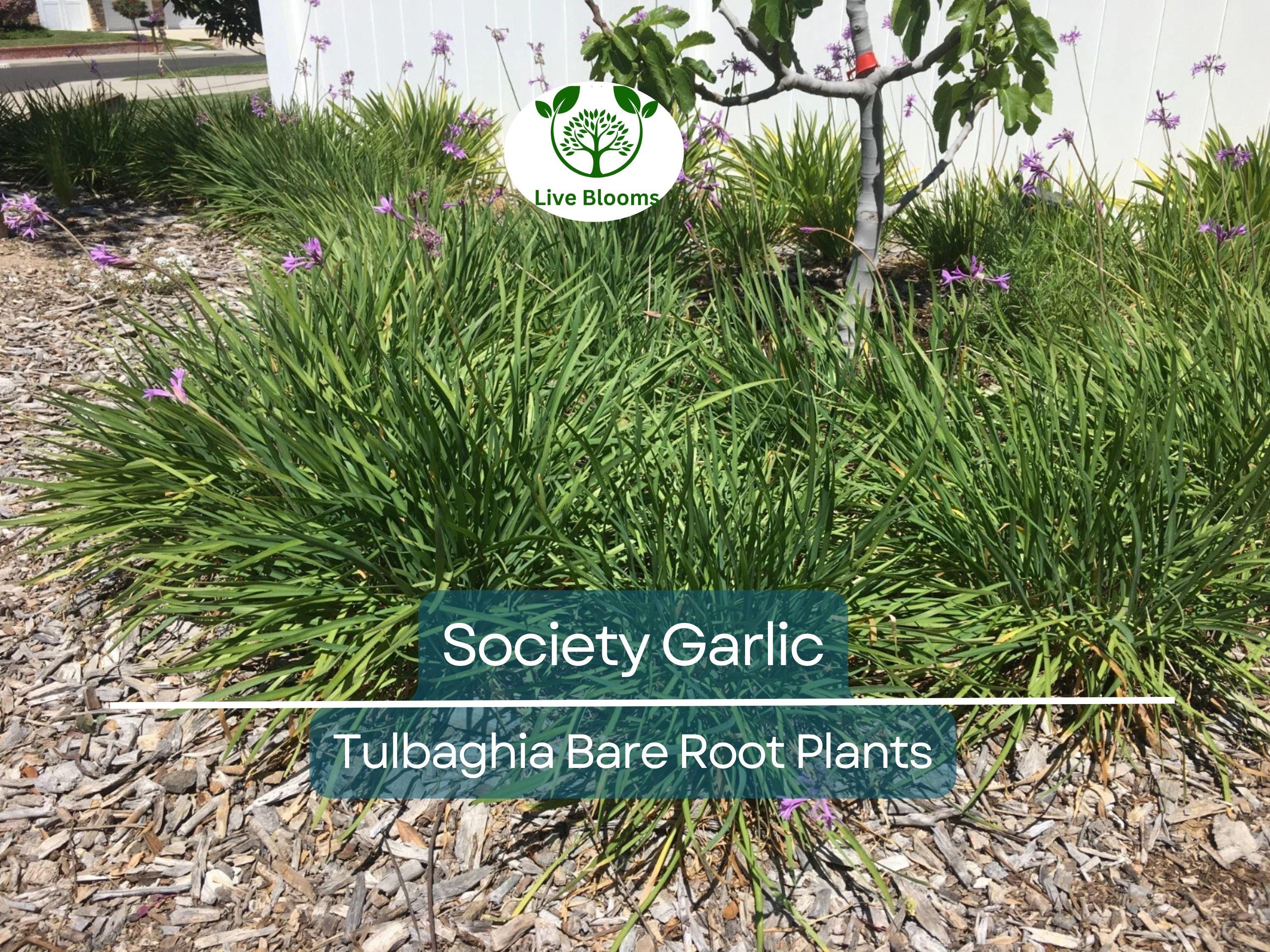 10 Society Garlic Plants – Live Bare Root Bulbs – Tulbaghia violacea – Fragrant Edible Leaves & Purple Flowers – Drought Tolerant