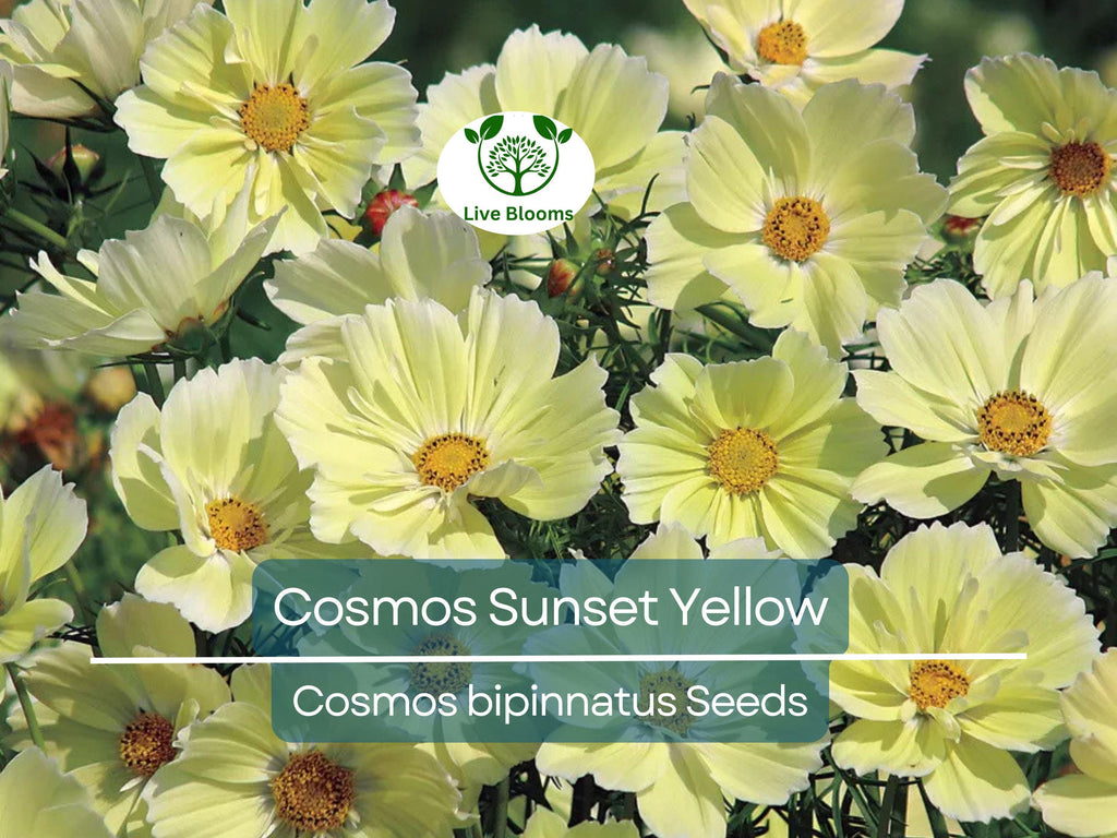 100 Seeds Cosmos Sunset Yellow – Non-GMO, Great for Cut Flowers & Containers, Bright Yellow Blooms, Easy to Grow, Ideal for Gardens