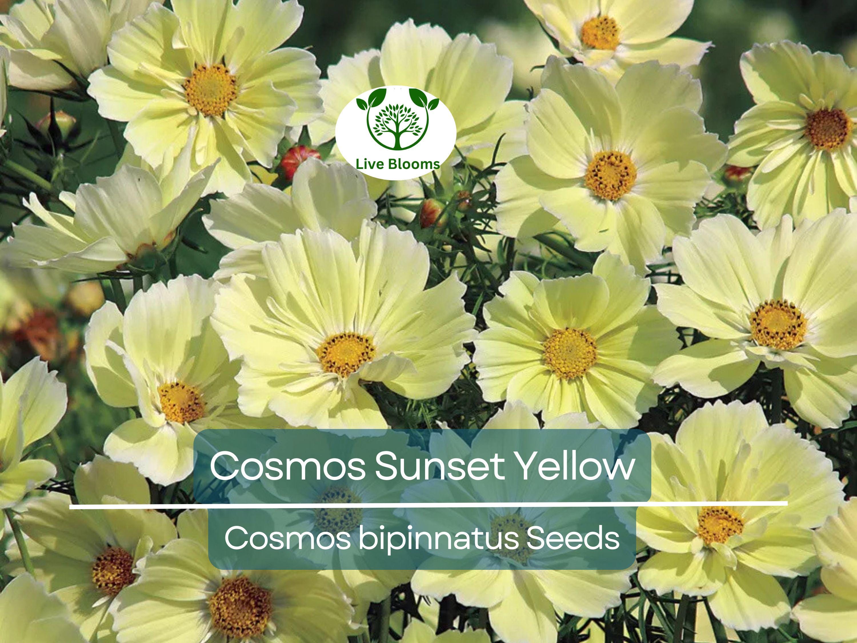 100 Seeds Cosmos Sunset Yellow – Non-GMO, Great for Cut Flowers & Containers, Bright Yellow Blooms, Easy to Grow, Ideal for Gardens
