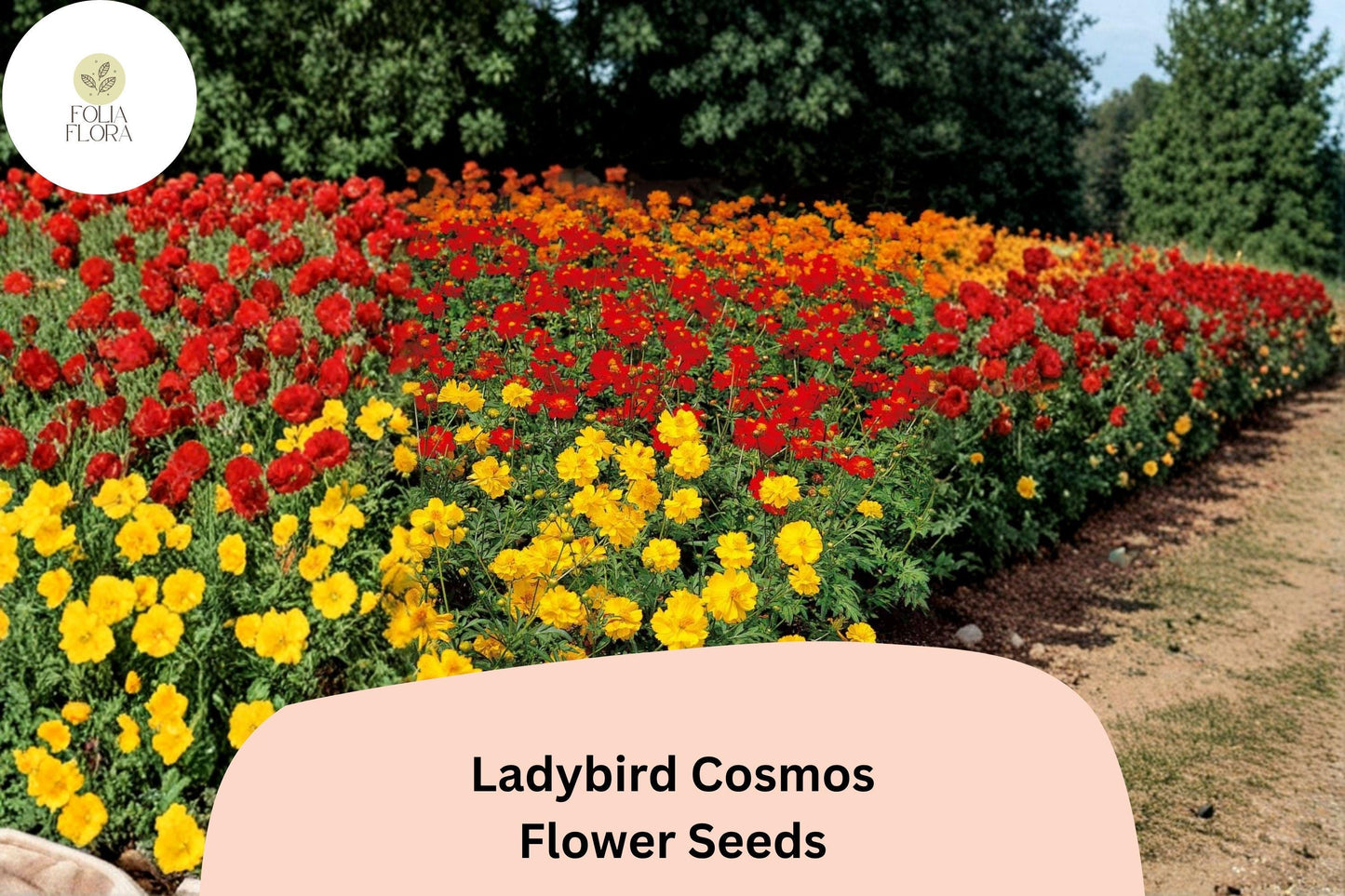 200+ Ladybird Cosmos Seeds | Cosmos Sulphureus Bright Orange Red Mix | Compact Garden Flower Seeds