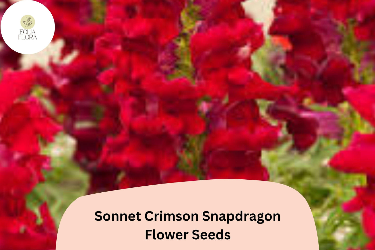 1000+ Sonnet Crimson Snapdragon Seeds | Antirrhinum majus | Deep Red Garden Flowers for Borders