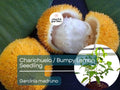 Bumpy Lemon Starter Plant Seedling - Charichuelo (Garcinia madruno) Live Tropical Fruit Tree 12″-24″ - Tangy Citrus-Like Fruit for Garden