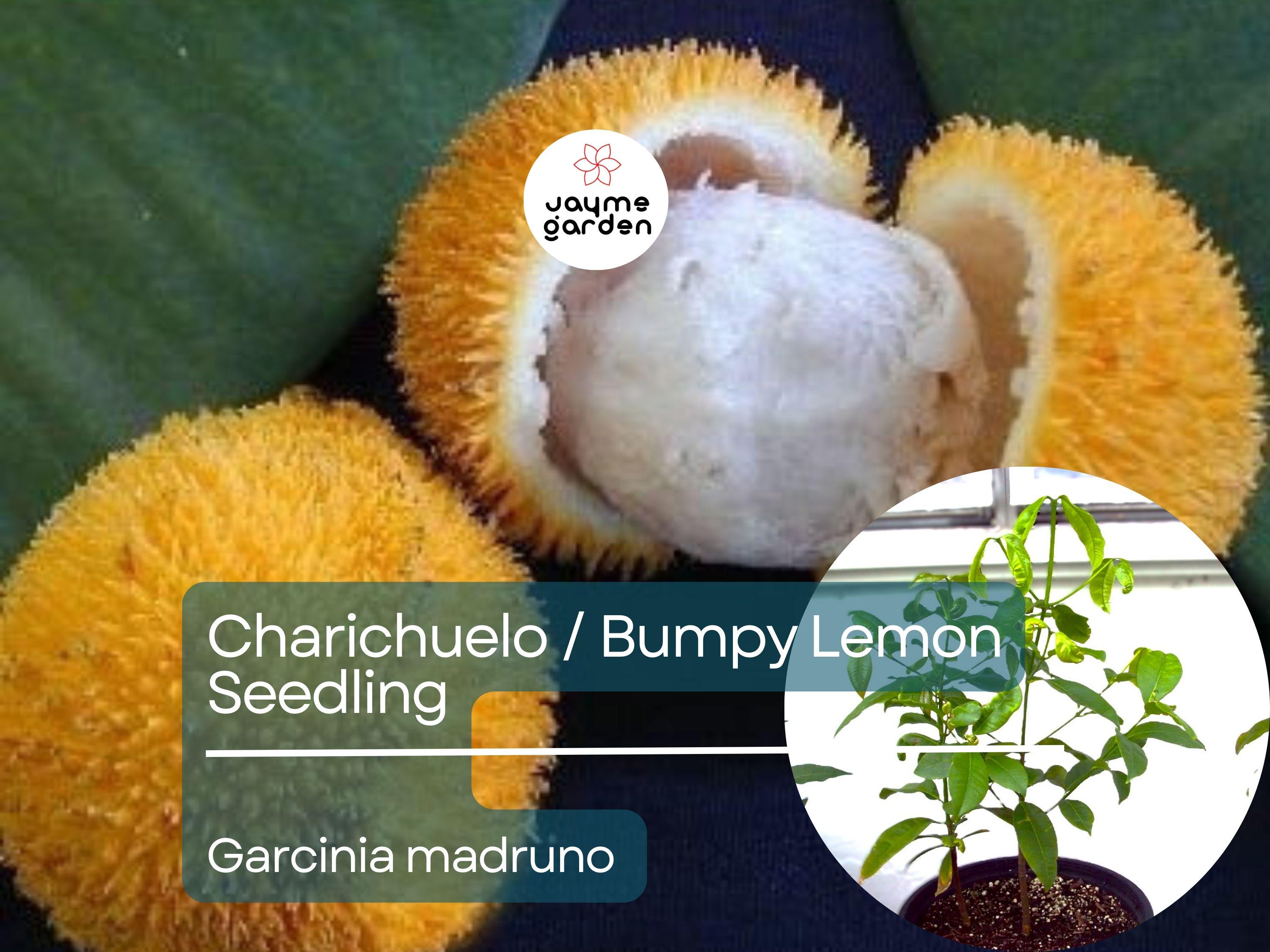 Bumpy Lemon Starter Plant Seedling - Charichuelo (Garcinia madruno) Live Tropical Fruit Tree 12″-24″ - Tangy Citrus-Like Fruit for Garden