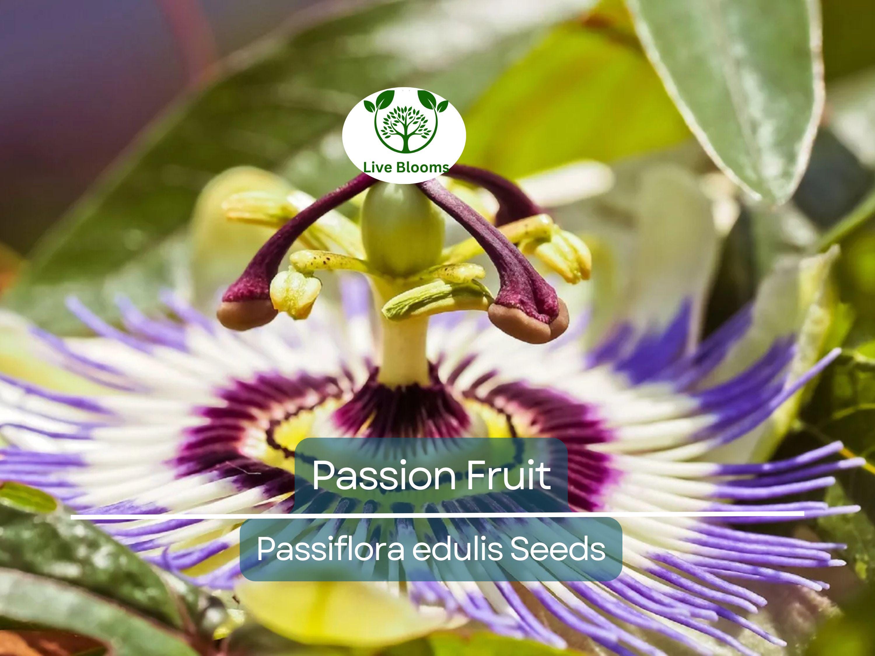 10 Purple Edulis Passion Fruit Seeds | Edible Passionfruit Vine, Fast Growing, Delicious Fruit, Tropical & Hardy