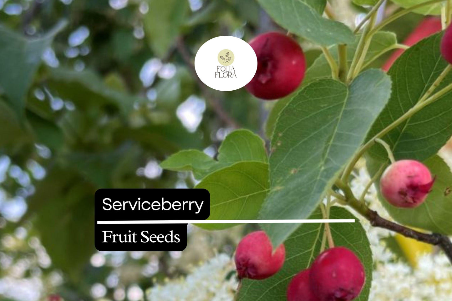 15 Seeds Serviceberry (Amelanchier arborea) | Edible Berries & Spring Blooms | Wildlife-Friendly, Drought-Tolerant, Native Tree
