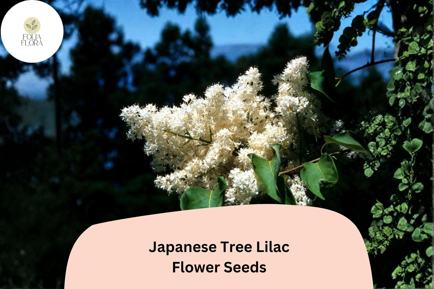 Japanese Tree Lilac Seeds – 10 Syringa amurensis japonica | Ornamental Flowering Garden Tree