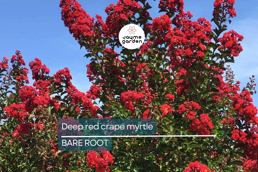 Deep Red Crape Myrtle 'Dynamite' 2-3 ft | Fast Growing Shrub/Tree | Full Sun, Late Summer Blooms