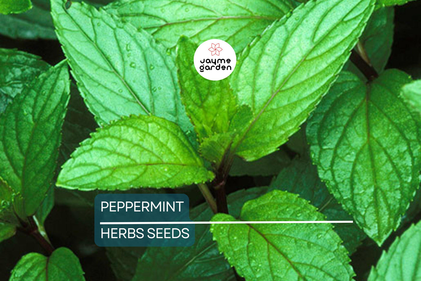 2000 Peppermint Seeds - Mentha Piperita - Non-GMO Heirloom Mint for Tea, Culinary & Medicinal Use - Fast-Growing Herb for Gardens